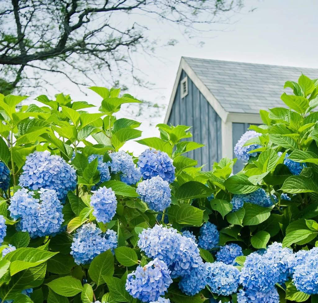 A lush cluster of blue hydrangea flowers blooms among green leaves, with part of a blue-gray shed and tree branches visible in the background.